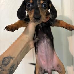 Odette - Dapple female Dachshund puppy in Conroe, Texas from Dots Dachshunds