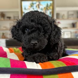 Onyx - Black female Goldendoodle puppy in Indiahoma, Oklahoma from Farm Fresh Doodles