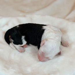 Latte - Black and white female Sheepadoodle puppy in Cleveland, Tennessee from Narrow Path Old English & Sheepadoodles