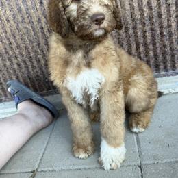 Saint Berdoodle Puppies from Badland St. Berdoodles LLC