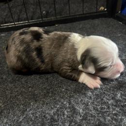 Hermione - Blue merle female Toy Australian Shepherd puppy in Princeton, Louisiana from Legacy Hill Aussies