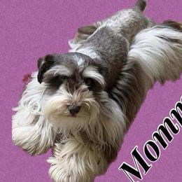 Minnie - Miniature Schnauzer