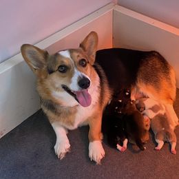 Pembroke Welsh Corgi Puppies from Twisted Little Corgis