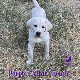 Dee Dee aka Purple Collar Female - Yellow Labrador Retriever puppy in Greater Houston Area, Texas from Coram Deo Retrievers