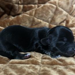 Mufasa - Black and cream male Dachshund puppy in Sheridan, Arkansas from Farmhouse Dachshunds