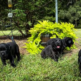 Labrador Retriever Puppies from Southern Oak Kennel - East