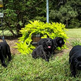 Labrador Retriever Puppies from Southern Oak Kennel - East