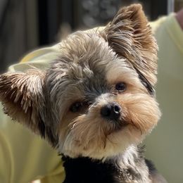 Samson - Yorkshire Terrier