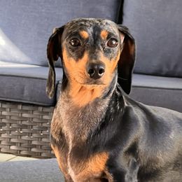 Lily - Dachshund