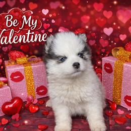 Delilah - White female Pomsky puppy in Amarillo, Texas from Pom Pom Pomskies