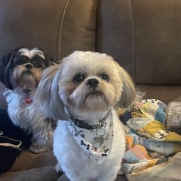 Shih Tzus from Gi's Pups
