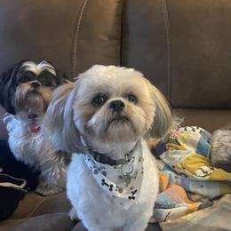 Shih Tzus from Gi's Pups