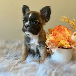 French Bulldog Puppies from Shining K Ranch
