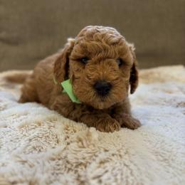 Astro - Red  male Goldendoodle puppy in North Highlands, California from The Purrfectpups