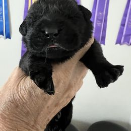 Bernie - Black male Labrador Retriever puppy in Buckeye, Arizona from Foothills Labrador Retrievers