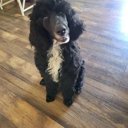 Amelia - Poodle