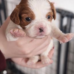Poppy - Blenheim female Cavalier King Charles Spaniel puppy in Greensboro, North Carolina from Hyde Park Cavaliers