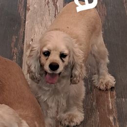 Olivia - Cocker Spaniel