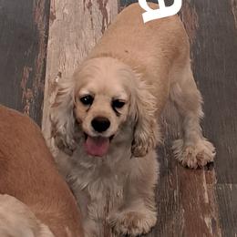 Olivia - Cocker Spaniel