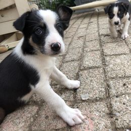 Border Collie Puppies from Dahlia Lane