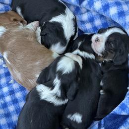 Cavalier King Charles Spaniel Puppies from Montpelier Cavaliers