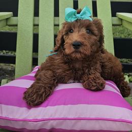 Teal female - Red  female Goldendoodle puppy in Haughton, Louisiana from Bailey’s Cajun Canines