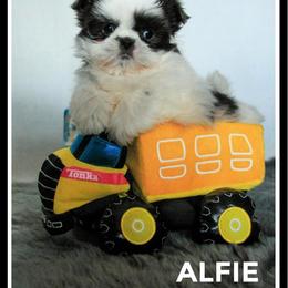 Shih Tzu Puppies from Meadowlyn's Dream Shih Tzu