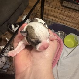 Clover - Fawn and white female Chihuahua puppy in Madison, Virginia from KimberGlen Chihuahuas