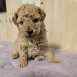 Boy 1 - Cream male Maltipoo puppy in Nokomis, Florida from Sunset Farm Florida