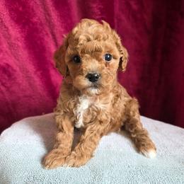 Rose - Red female Cavapoo puppy in Blackfoot, Idaho from Draper Mountain Doodles