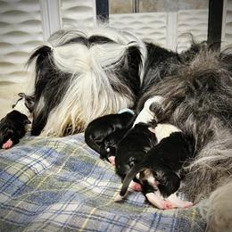 Bearded Collie and Border Collie Puppies from Beloved Bearded & Border Collies
