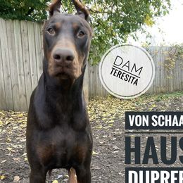 Teresita - Doberman Pinscher