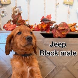 Black - Golden male Golden Retriever puppy in Salt Lake City, Utah from Soaring golden retrievers