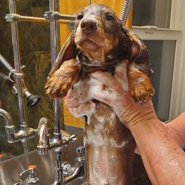 Boy 2 - Chocolate and tan Dachshund puppy in Portland, Oregon from Goodwood Standard European Hunting Dachshunds