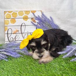Daytona - Black and silver female Miniature Schnauzer puppy in Huntington, Utah from Schnauzers on Robinson Lane
