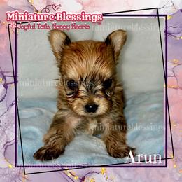 Kobe - Yorkshire Terrier