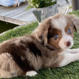 Australian Shepherds, Miniature Australian Shepherds, and Toy Australian Shepherds from Texas Miniature Aussies