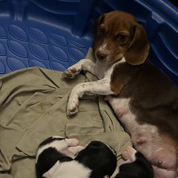 Shorty - Beagle