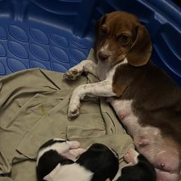 Shorty - Beagle