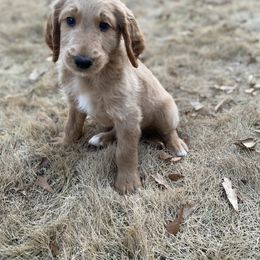 Goldendoodle Puppies from Golden Cuddle Pups