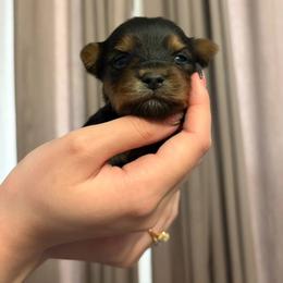 Maverick - Black and gold male Yorkshire Terrier puppy in Parma Heights, Ohio from Yorkies of Ohio