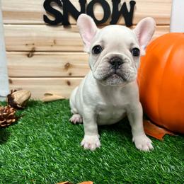 Snow - French Bulldog puppy from Frenchie Select