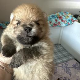 Pomeranian Puppies from Lori’s Precious Poms