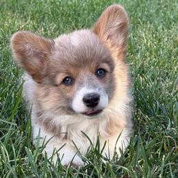 Justice - Blue female Pembroke Welsh Corgi puppy in Hotchkiss, Colorado from Grand Mesa Corgis