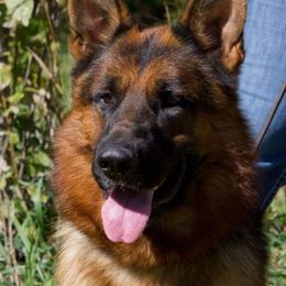 German Shepherds from Tuchscherer Kennel