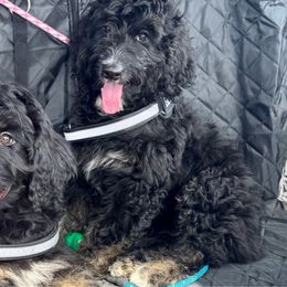Luna - Black and white female Aussiedoodle puppy in Jamaica Beach, Texas from Third Coast Maltipoos and Doodles