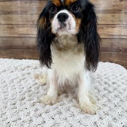 Victoria - Cavalier King Charles Spaniel
