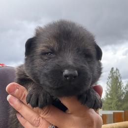 Levi - Sable male German Shepherd puppy in Missoula, Montana from Spartan German Shepherds