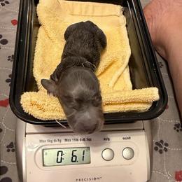 Shade - Gray (blue) male Dachshund puppy in Irving, Texas from DFW Dachshunds by G & S