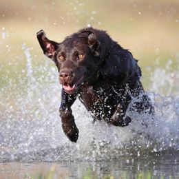 Labrador Retrievers from 4K Labradors